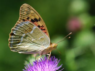 Bahadr (Argynnis pandora)