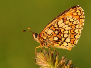 Amannisa (Melitaea athalia)