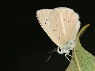 okgzl Anadolu Beyaz (Polyommatus menalcas)