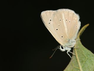 okgzl Anadolu Beyaz (Polyommatus menalcas)