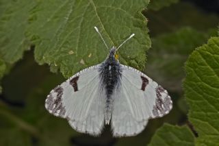 Da Oykls (Euchloe ausonia)