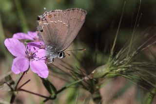 Mavi Benekli Sevbeni (Satyrium zabni)