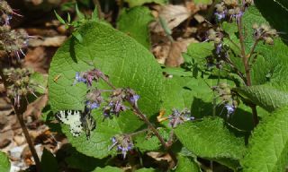 Kafkas Fistosu (Zerynthia caucasica)