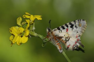 Romen Gelincii (Tomares nogelii dobrogensis)