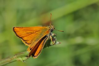 Sar Antenli Zpzp (Thymelicus sylvestris)