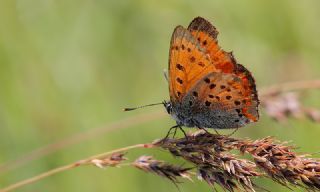 Osmanl Atei (Lycaena ottomanus)