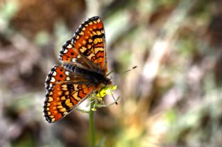 Gzel Nazuum (Euphydryas orientalis)