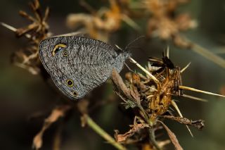 Karagz (Ypthima asterope)