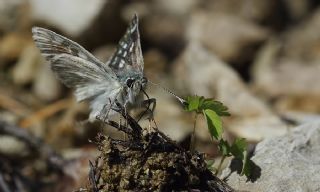 Mozaik Zpzp (Muschampia tessellum)