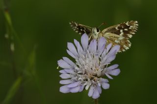 Ege Zpzp (Pyrgus melotis)