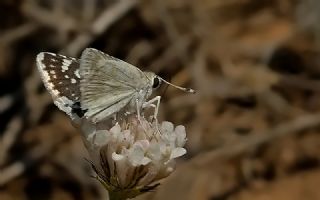 Mara Zpzp (Spialia osthelderi)