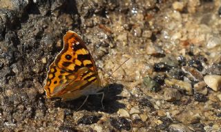 Anadolu ehzadesi (Thaleropis ionia)