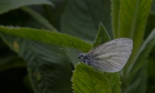 izgili Da Beyazmelei (Pieris bryoniae)