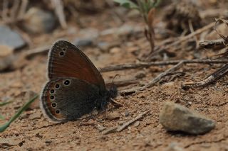 Rus Zpzp Perisi (Coenonympha leander)