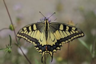 Krlangkuyruk (Papilio machaon)