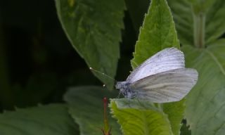 izgili Da Beyazmelei (Pieris bryoniae)