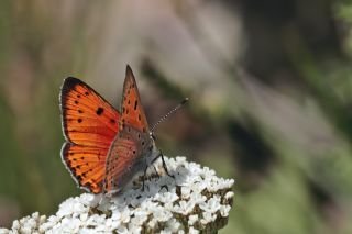Anadolu Ate Gzeli (Lycaena asabinus)