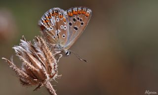okgzl Anadolu Mavisi (Aricia crassipunctus)