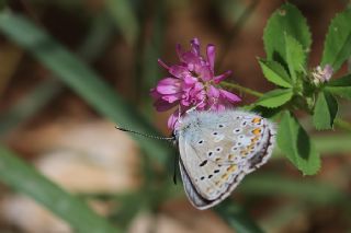 okgzl Anadolu Mavisi (Aricia crassipunctus)