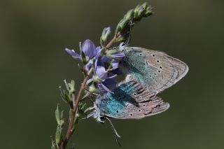okgzl Diana Mavisi (Polyommatus diana)