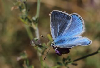 Anadolu Gzel Mavisi, Taskent Blue (Polyommatus guezelmavi)