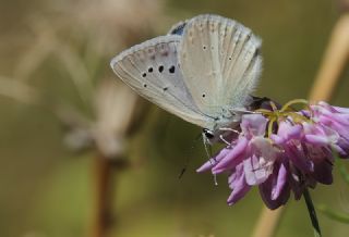 Anadolu Gzel Mavisi, Taskent Blue (Polyommatus guezelmavi)