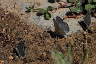 okgzl Carbonell Mavisi (Polyommatus lycius)