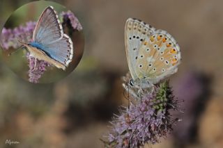 okgzl Anadolu illi Mavisi (Polyommatus ossmar)