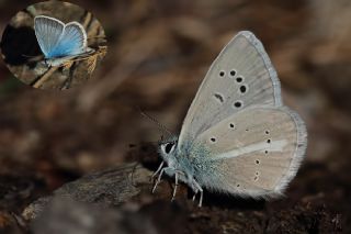 okgzl fikarmon (Polyommatus iphicarmon)