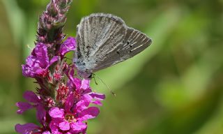 okgzl Teresya, Saimbeyli Mavisi (Polyommatus theresiae)