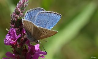 okgzl Teresya, Saimbeyli Mavisi (Polyommatus theresiae)