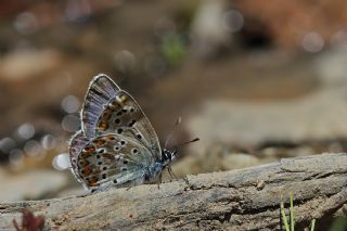 okgzl Balkan Mavisi (Aricia anteros )