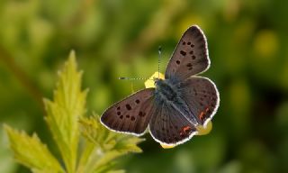 sli Bakr Gzeli (Lycaena tityrus)