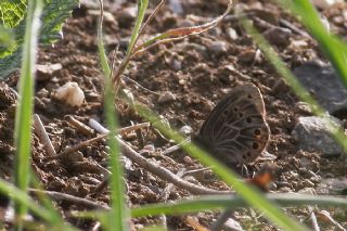 Uygur Gzelesmeri (Proterebia afra)