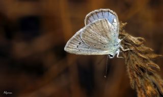 Ali Balinin okgzls (Polyommatus alibalii)