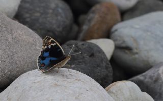 Dicle Gzeli (Junonia orithya)