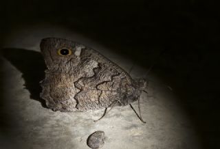 Anadolu Karamelei (Hipparchia fatua)