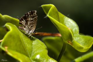 Sardunya Zebras, Geranyum Bronzu (Cacyreus marshalli)