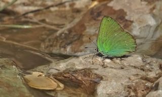 Byk Zmrt (Callophrys herculeana)