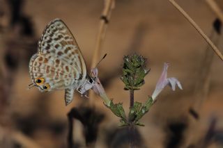 Mavi Zebra (Leptotes pirithous)