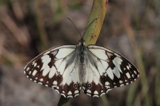Akdeniz Melikesi (Melanargia titea)