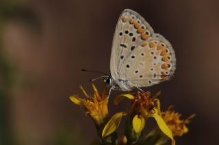 okgzl Mavi (Polyommatus icarus)