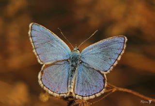 okgzl Gk Mavisi (Polyommatus bellargus)