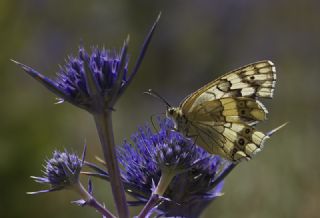 Anadolu Melikesi (Melanargia larissa)