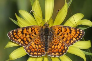 Nazuum (Euphydryas aurinia)