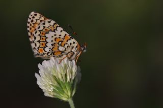 parhan (Melitaea cinxia)