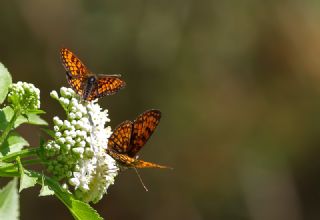 Amannisa (Melitaea athalia)
