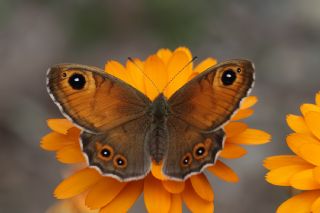 Esmerboncuk (Lasiommata maera)