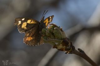 itlembik Kelebei (Libythea celtis)