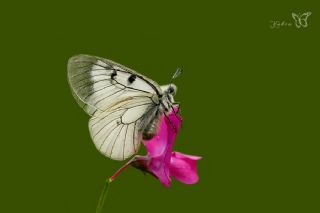 Dumanl Apollo (Parnassius mnemosyne)